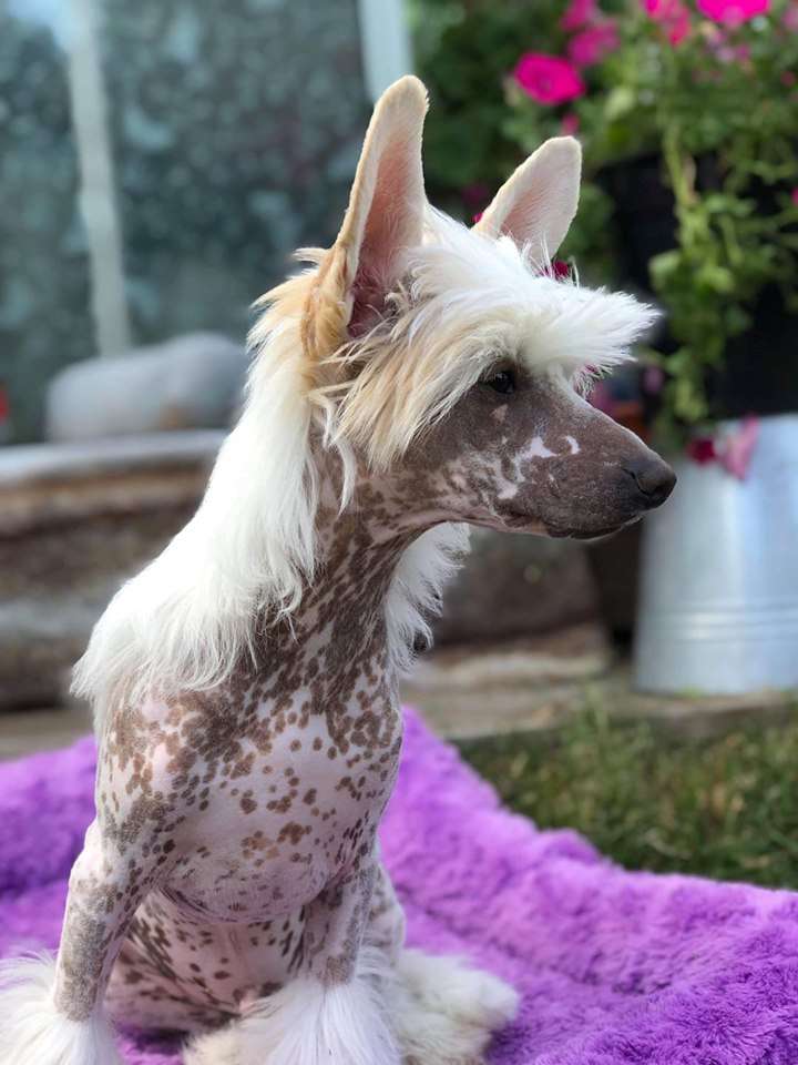 Ridgecrest's Secret Agent