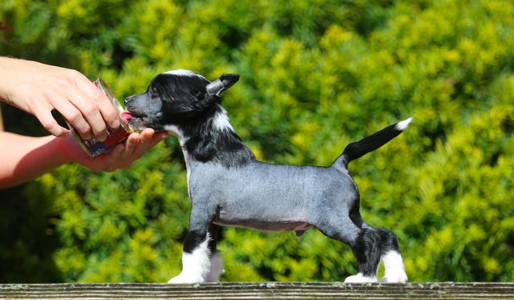 Nairoby Plysovy pritel