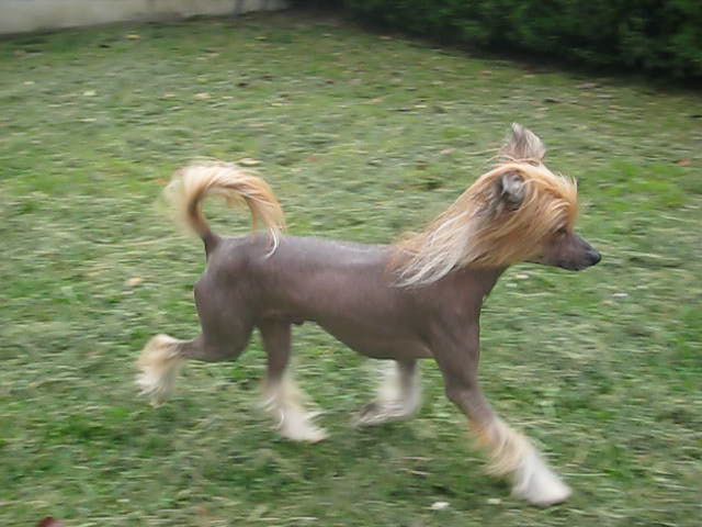 Oriental Jokes Dar al Masyaf