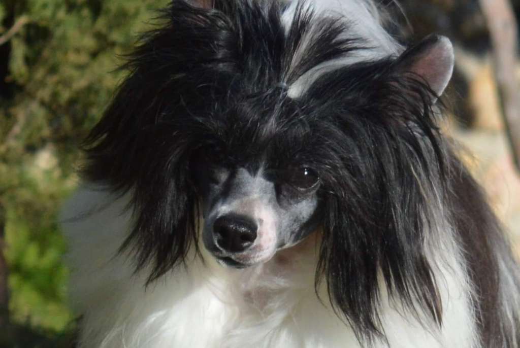 Speechless Blow Your Mind