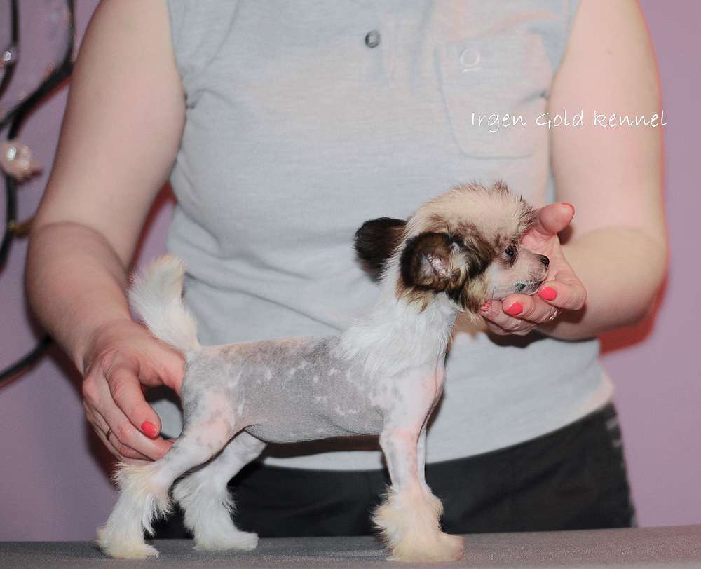 Irgen Gold Lissa Born