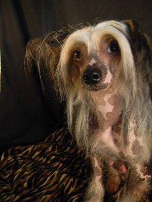 Shambhala's double trouble in Russia