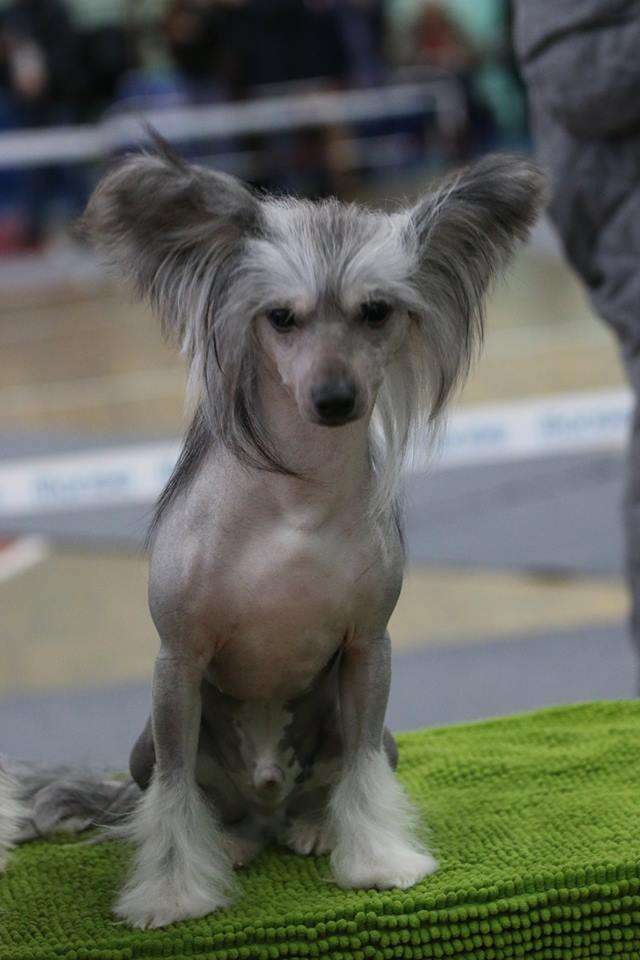 Kredo Festa Augustine