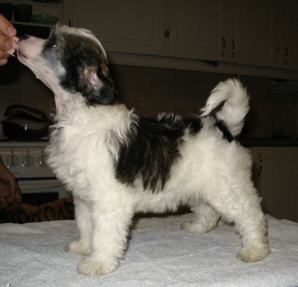 Kiikunkaakun Luupää Lyyli