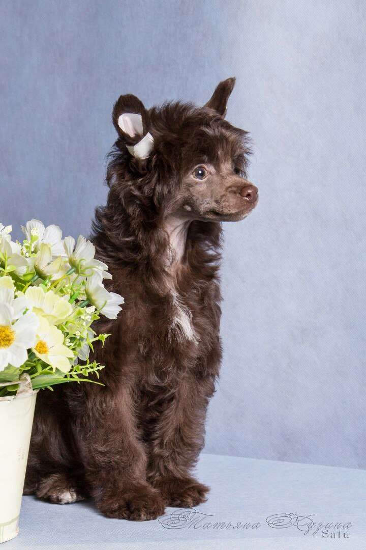 My Lucky Charm Beauty Magjc Doll