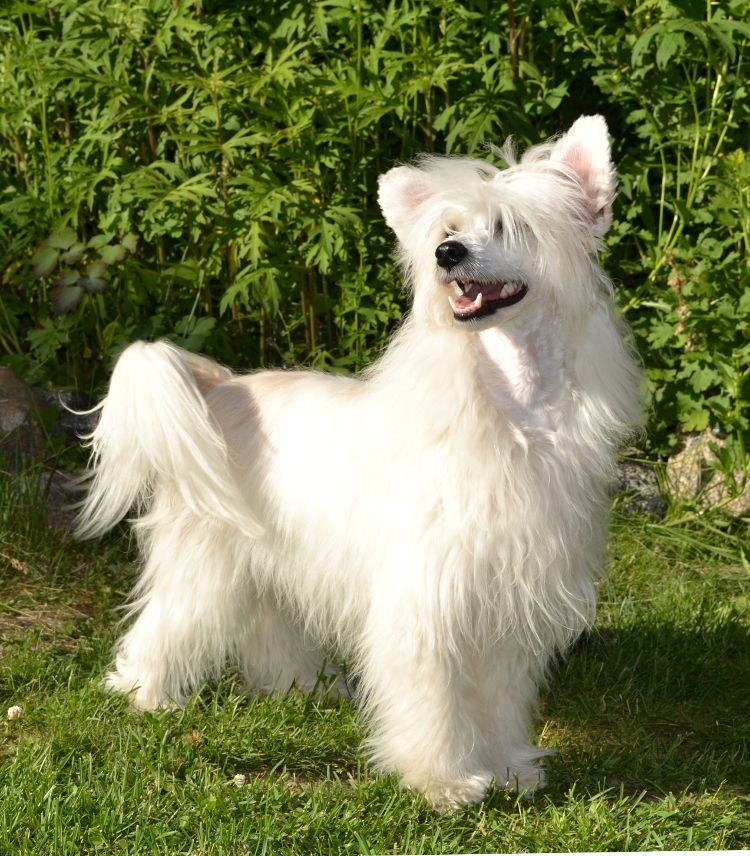 Stormblåstens Trip At The Brain