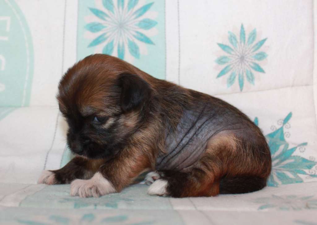 Zirochka Molly iz Clana Timurlana