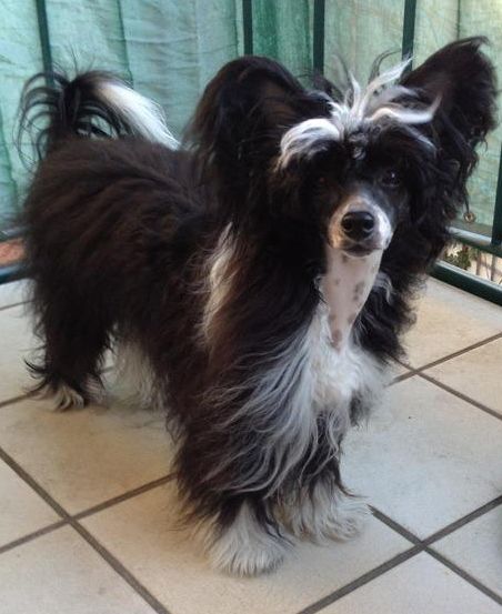 Ascari von Shinbashi