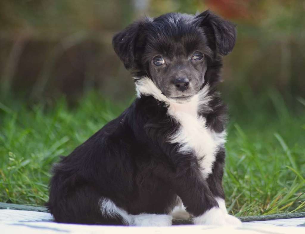 ChinoPata's Xcuse My French Toast