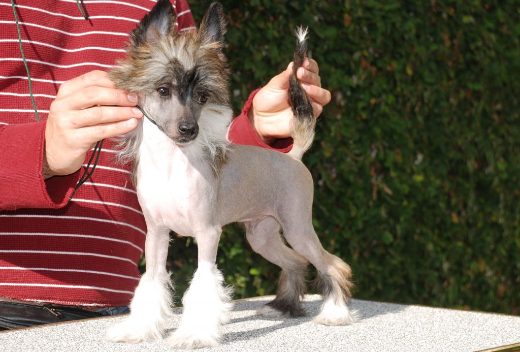 Olivera's Prince of Wallachia HL