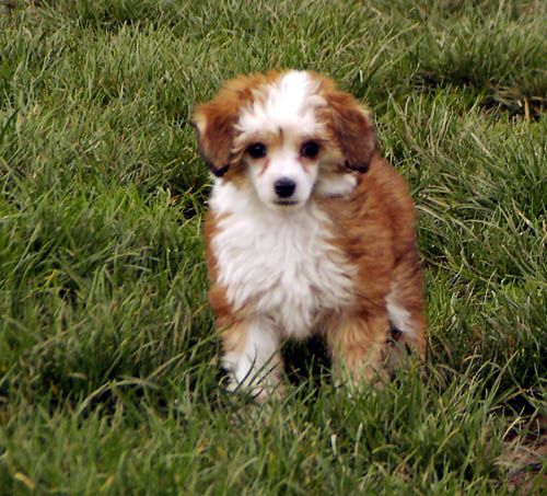 Oriental Jokes Beau Roi Soleil