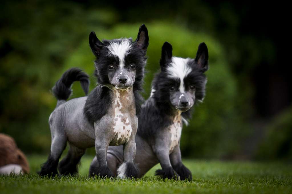 Diesel Man Pretty Sweet