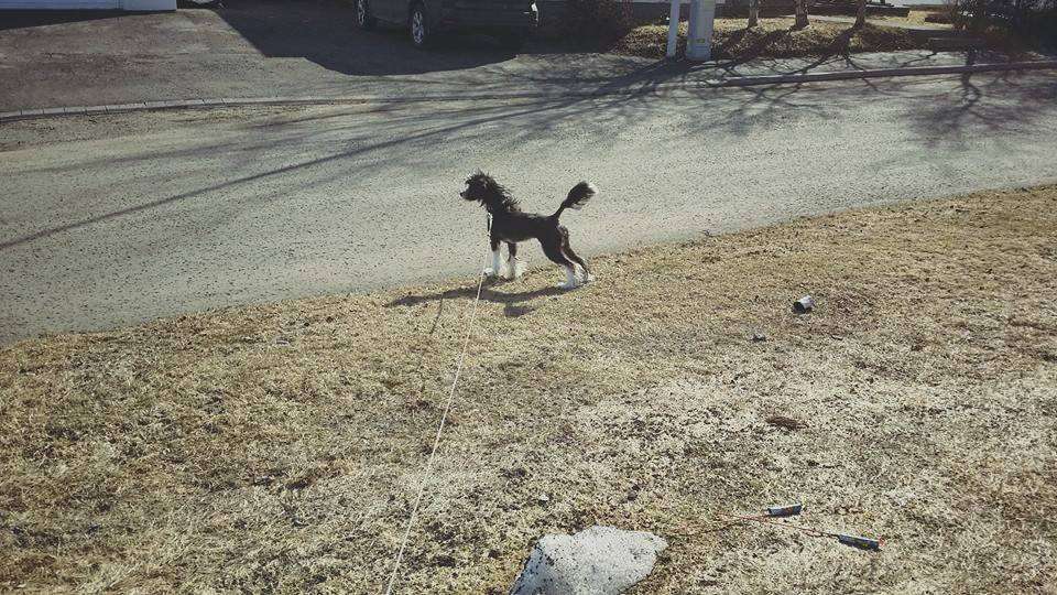 Cresternal Bringing Lunar Eclipse