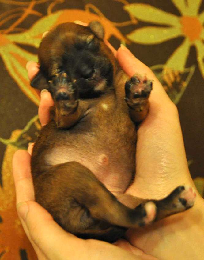 Crystal Soul Daiquiri Princess