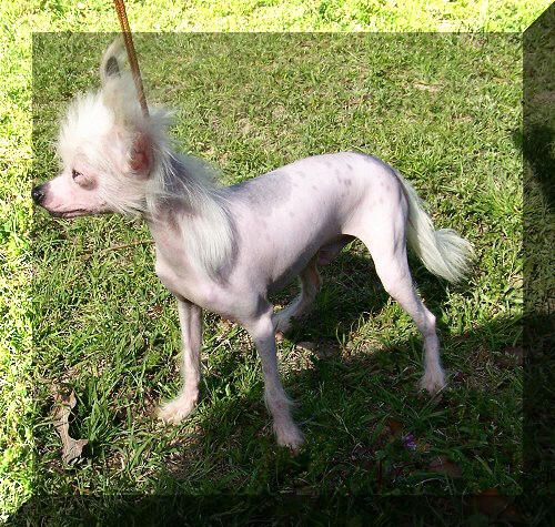 Shambhala's Angus "Vaughn" Blue