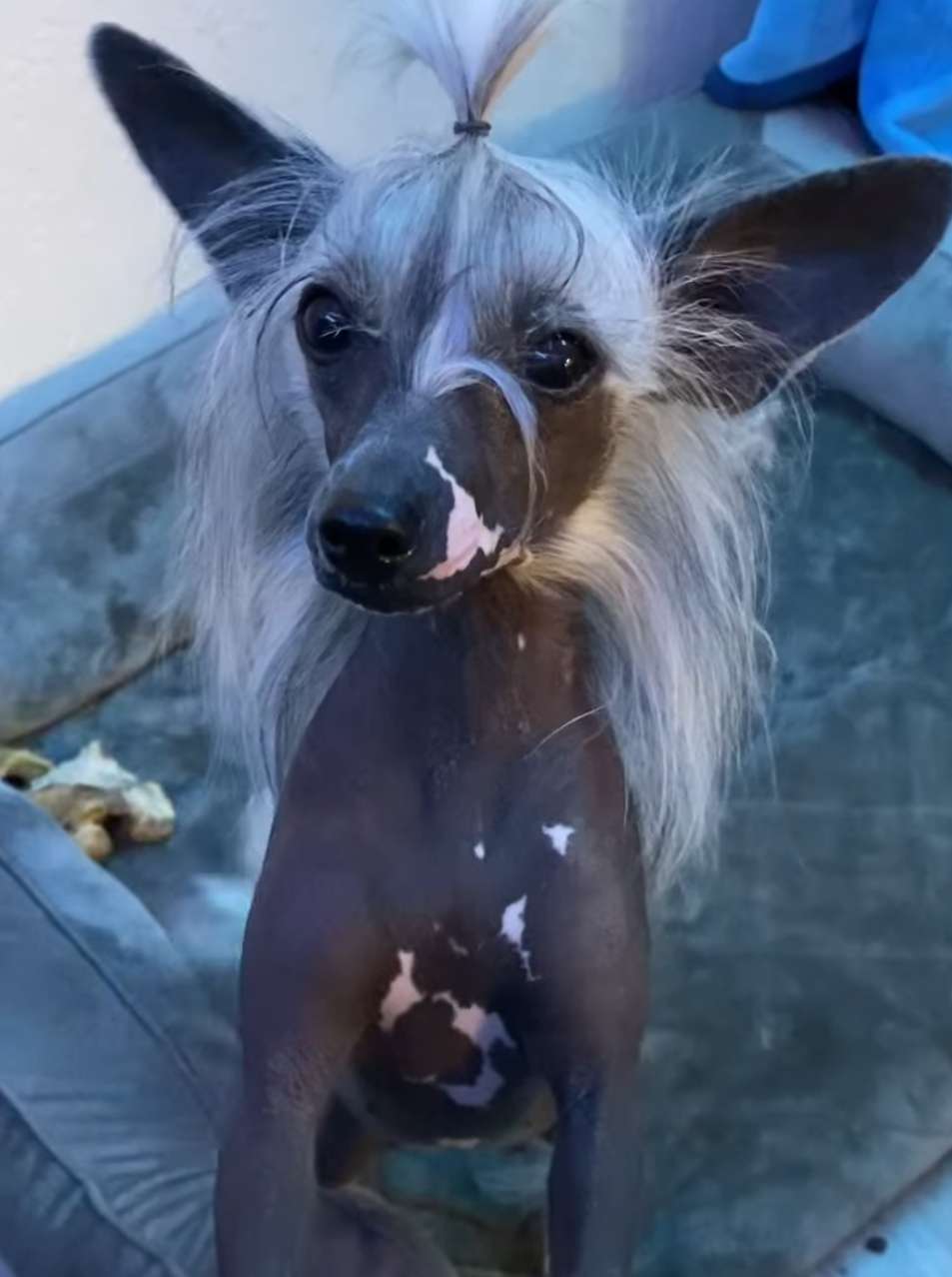 Kaylens-Naissur Southern Cant Control My Licker