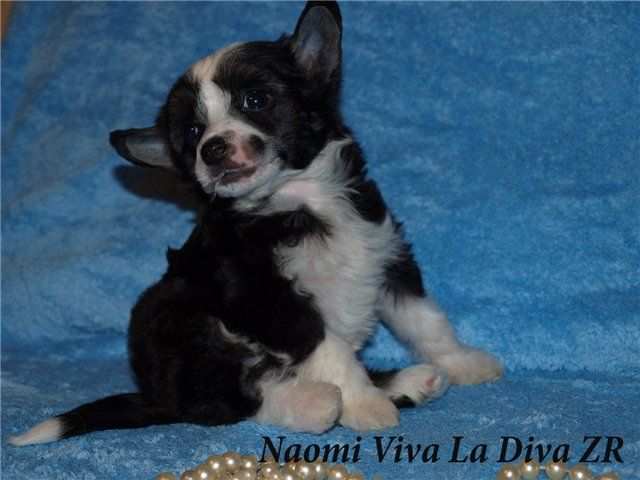 Naomi Viva La Diva Zingall Roz