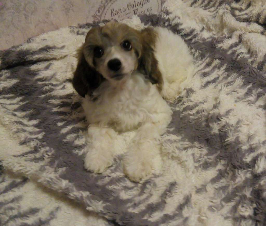 Tiana Iz Strani Cvetov