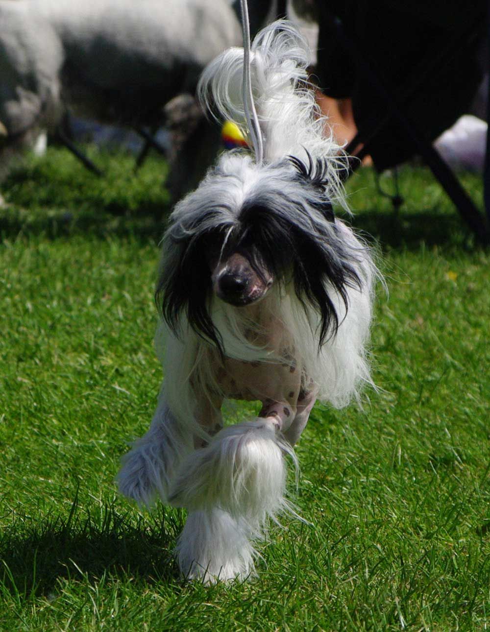 Aspro Albicolla Piaulau-gou