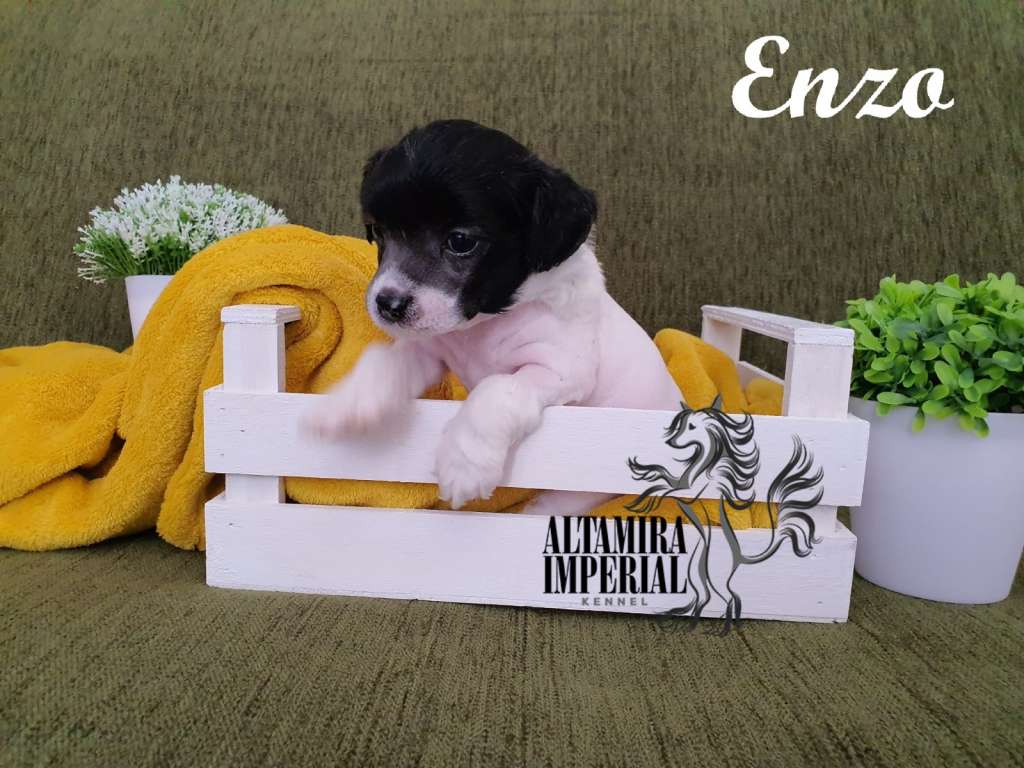 Altamira Imperial Enzo