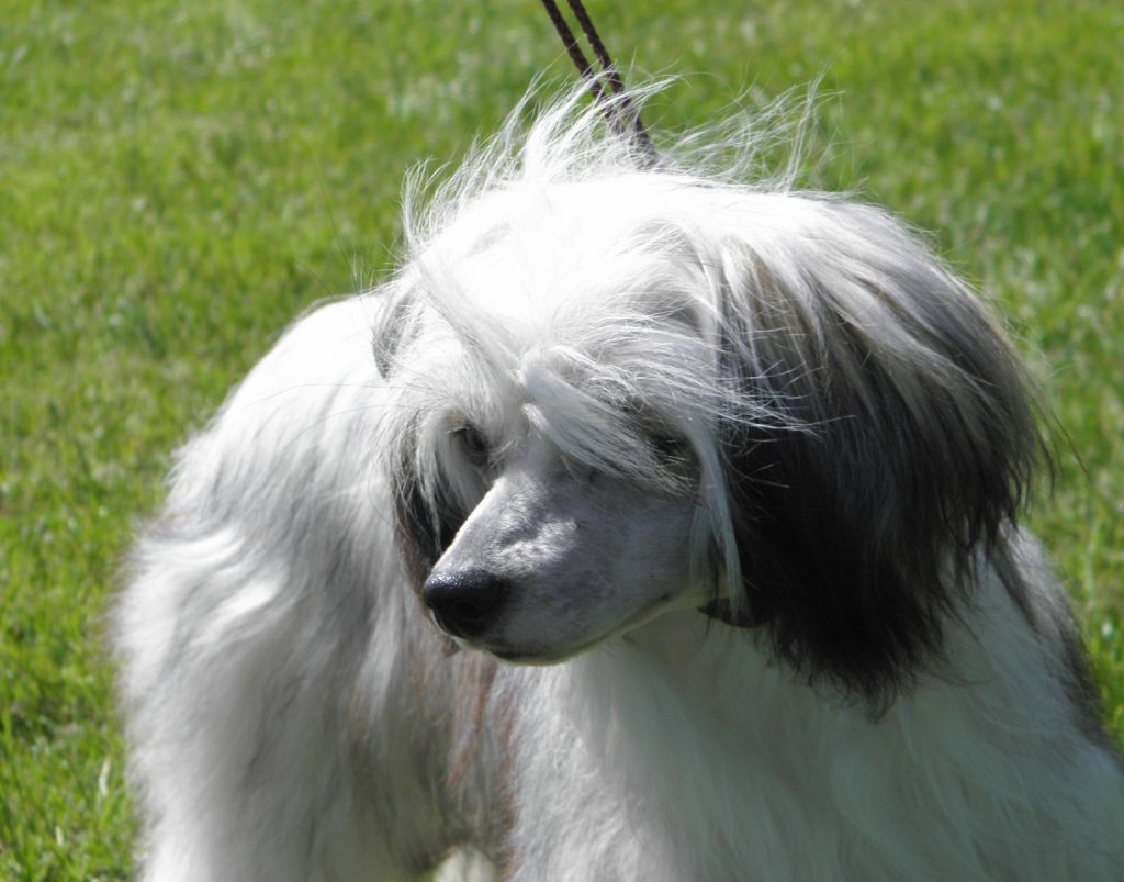 Chinacrest Foreign Affair