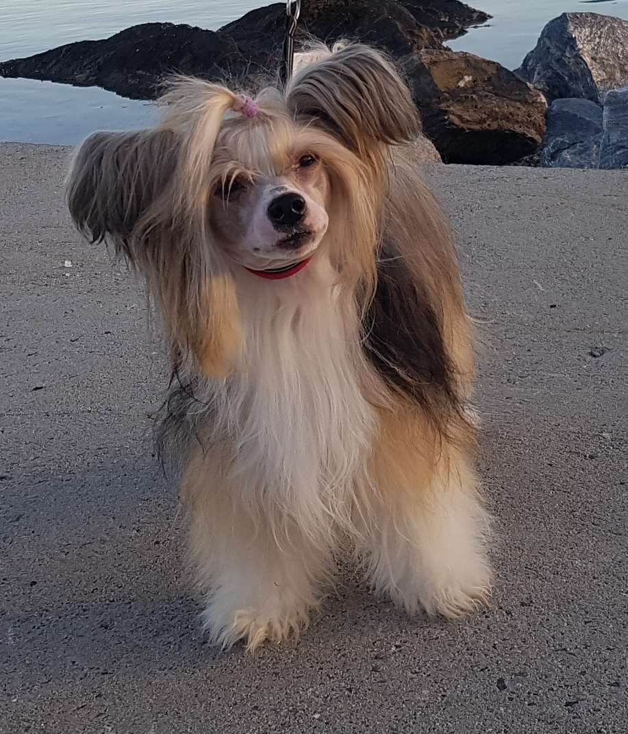 Trønderpia's Moonlight Shadow