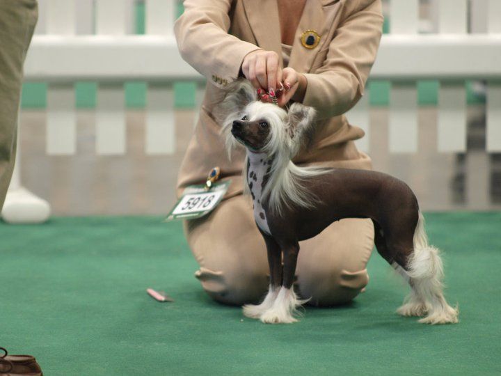 Shanshal Forget Me Not at Tracdal