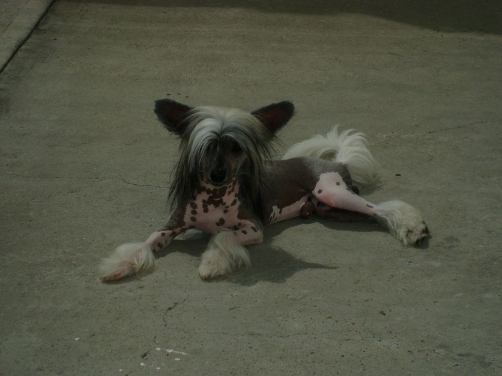 T's Lemonade by Aingeal