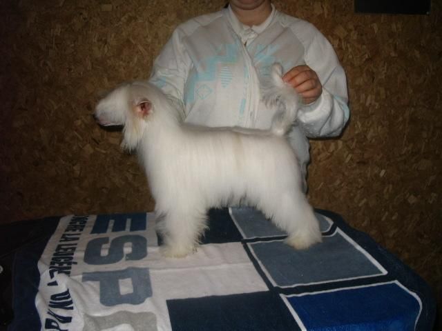 Crestyle Snow Flakes PP