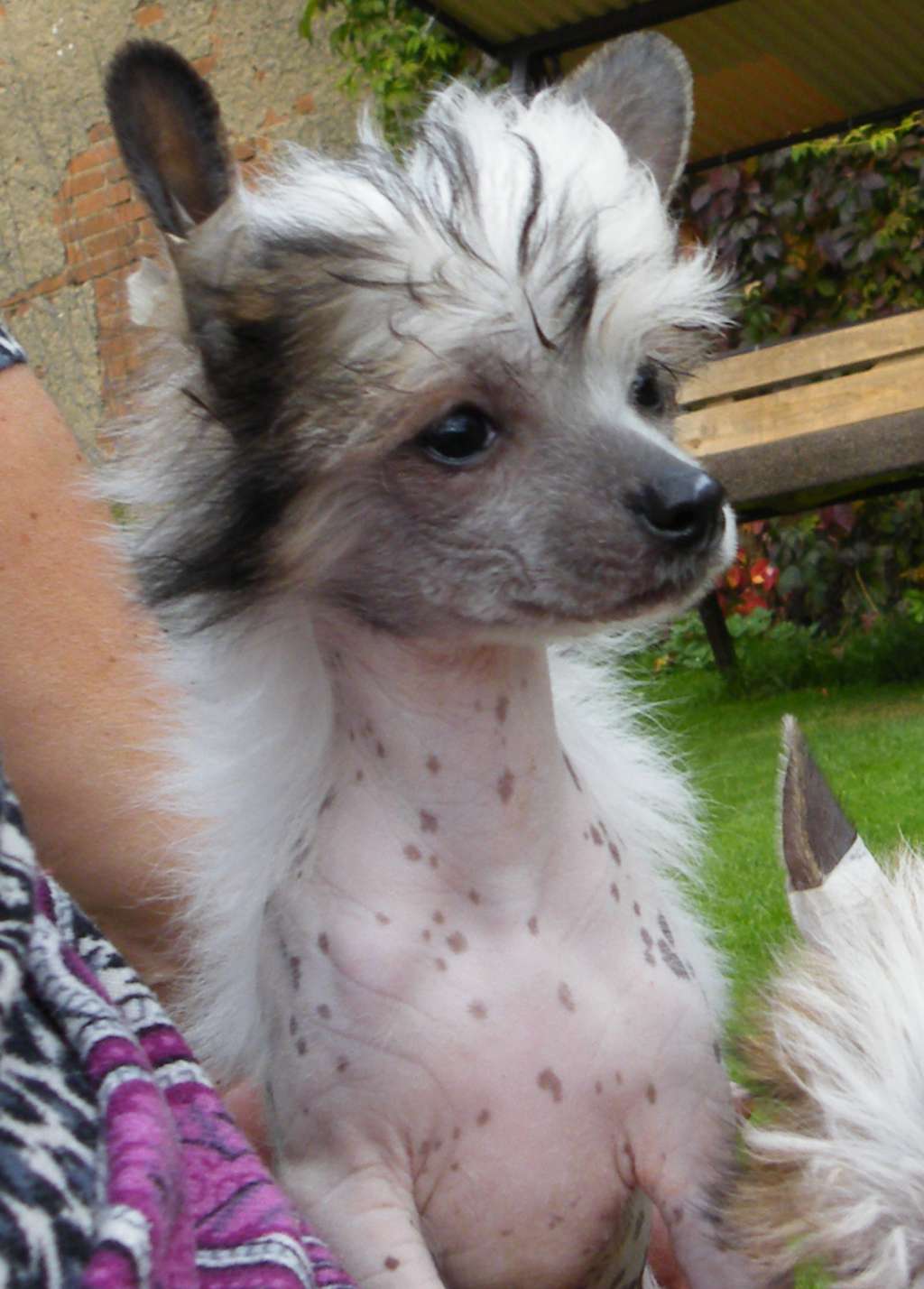 Zindzhi Garden Roses