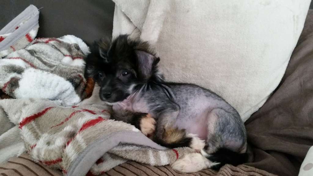 Piia du Palais de Nashka