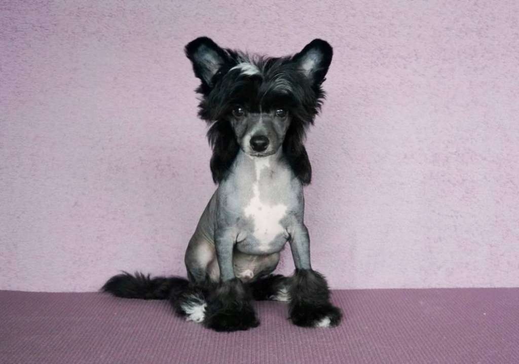 Acnologia's Hurricane