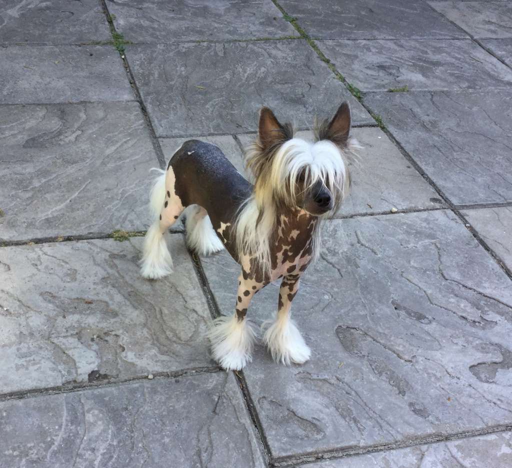 Kaylens Sassytails Order Of The Phoenix