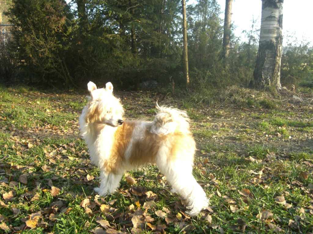 Meadowwood's Hot  Hobitti