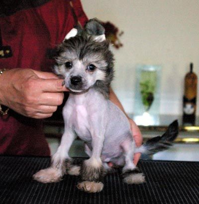 Oriental Jokes Dudley