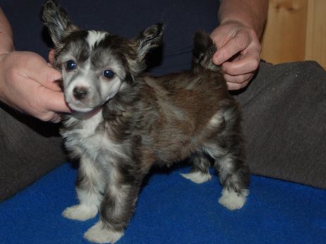 De La Mahafu's Love Angels Ghita