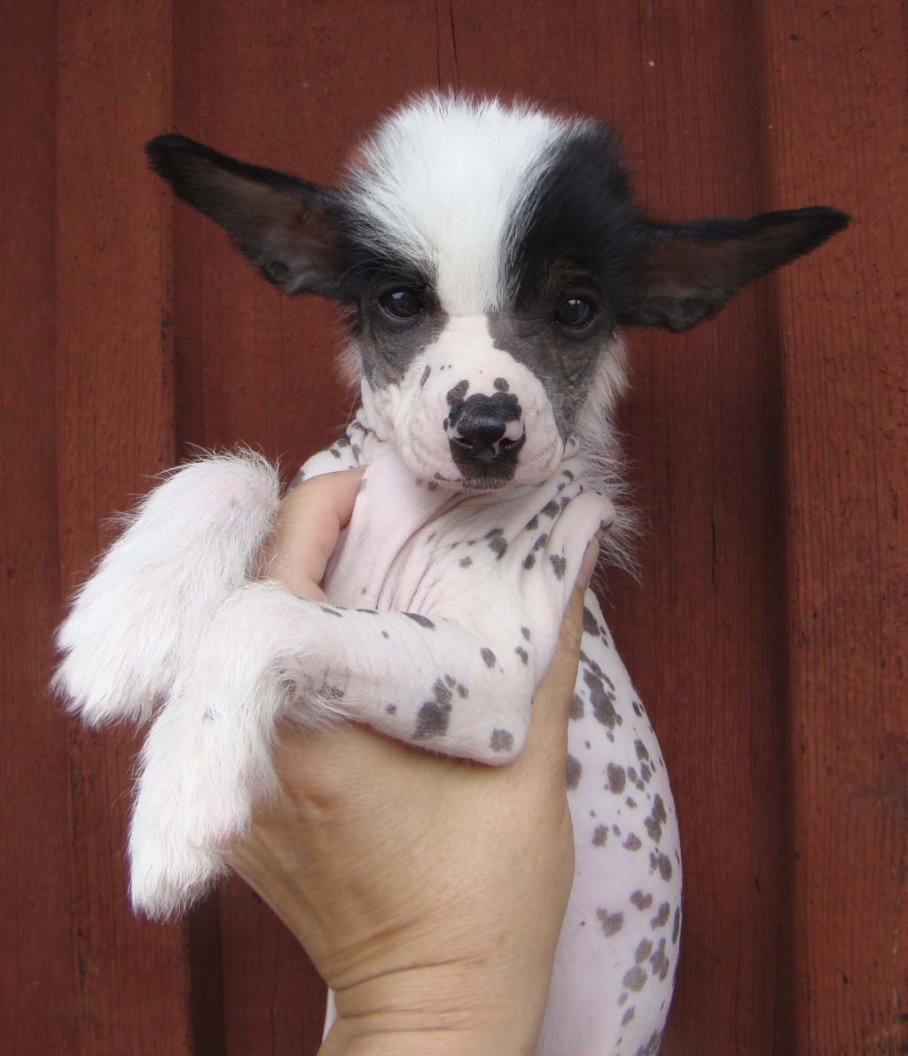 Bellatrix Luckycharm Triton