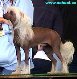 Zitrin'z Harrison Ford