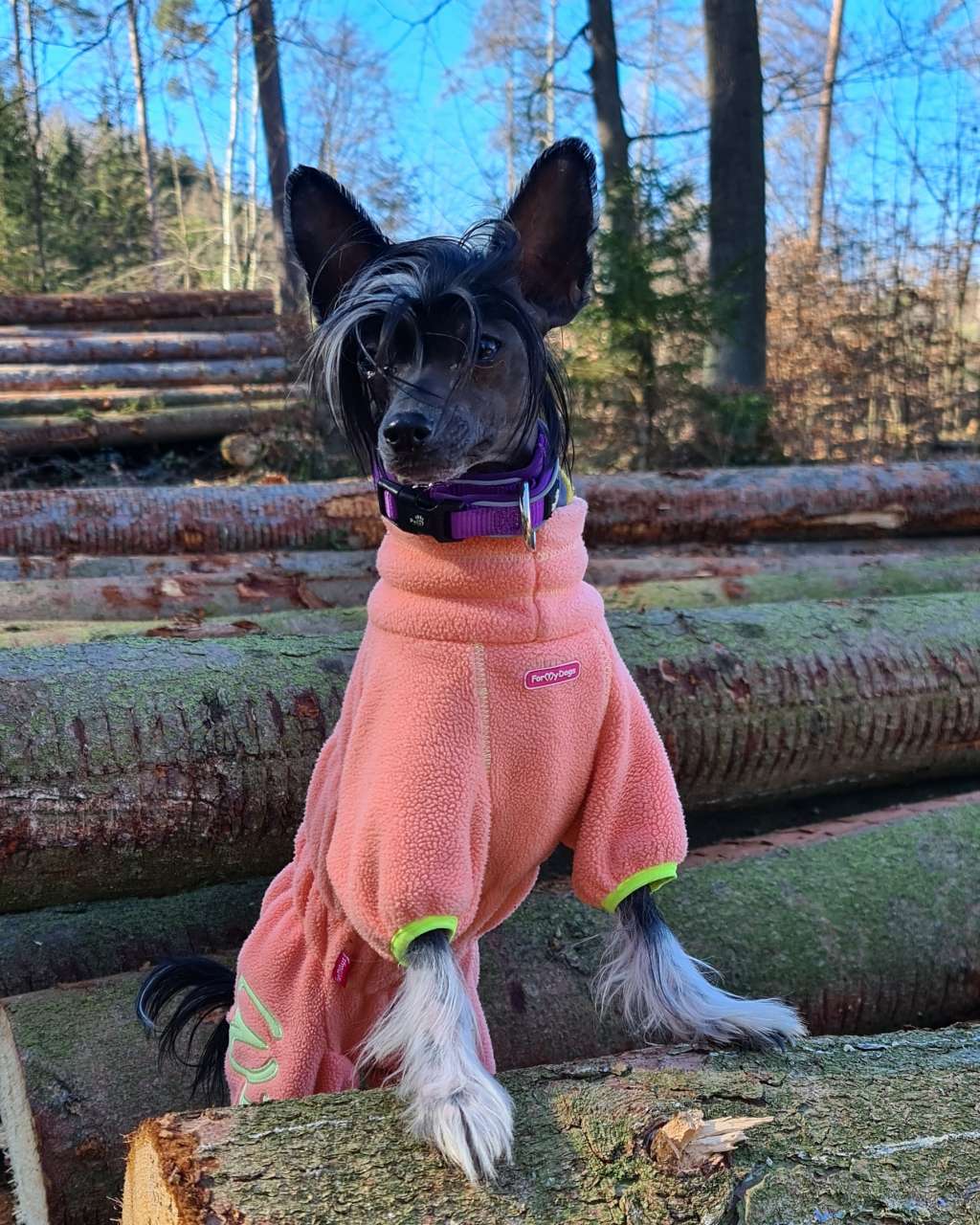 Ebony Eyes Princes de la Roses