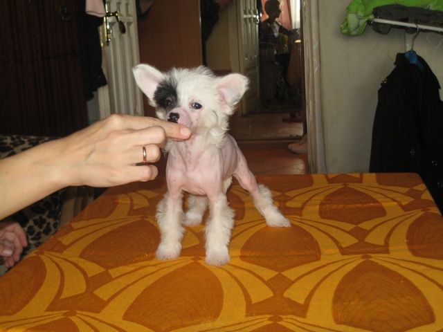 Lus'en Eloks Ispania