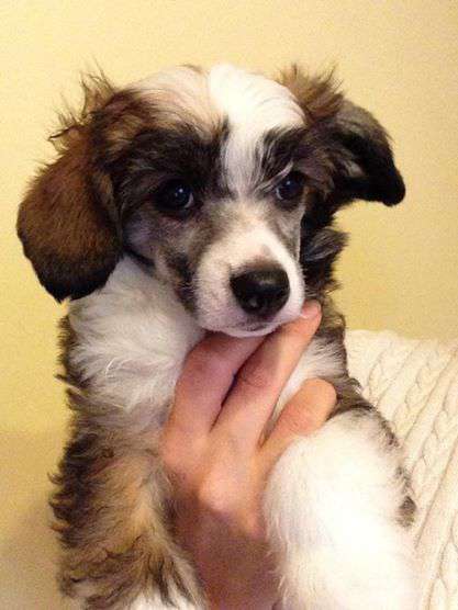 Zensai The Mad Hatter