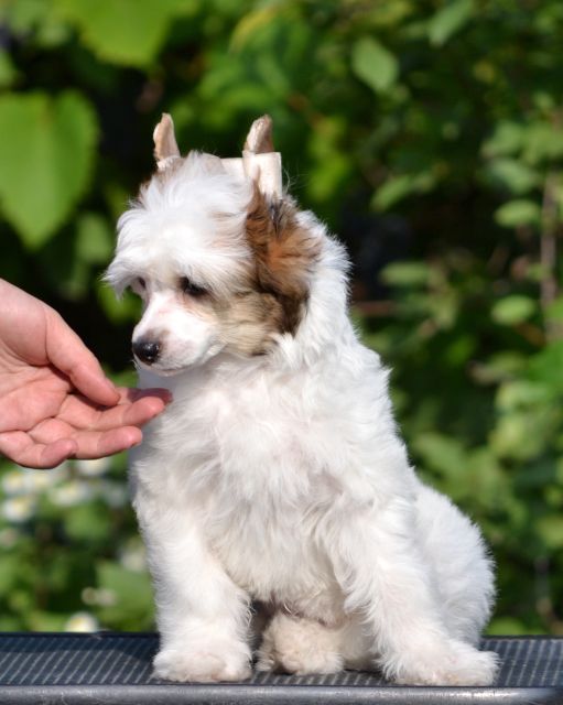 Zefir ot Volnogo Psa