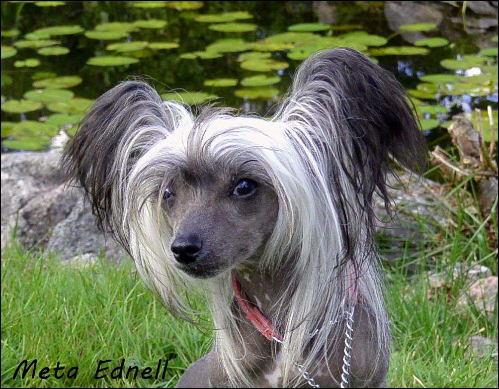 Tiny Rascal's Ferrari Enzo
