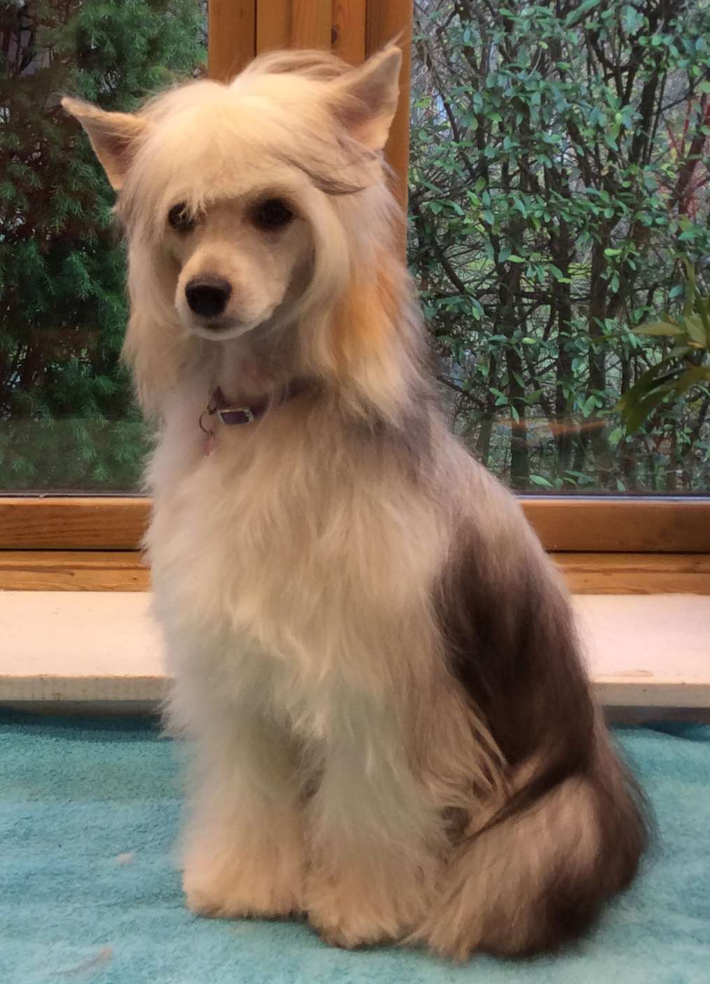 Crazy Little Diamond Cassiopeia