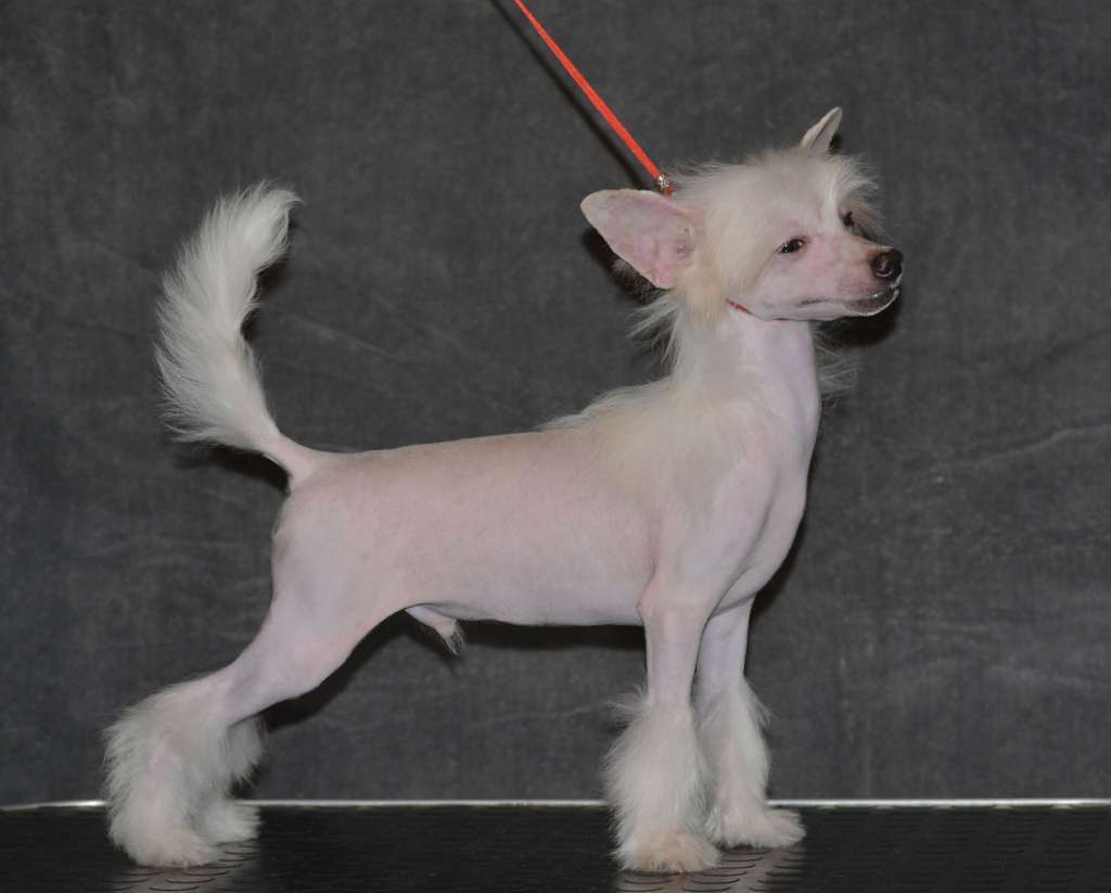 Magic of Success German