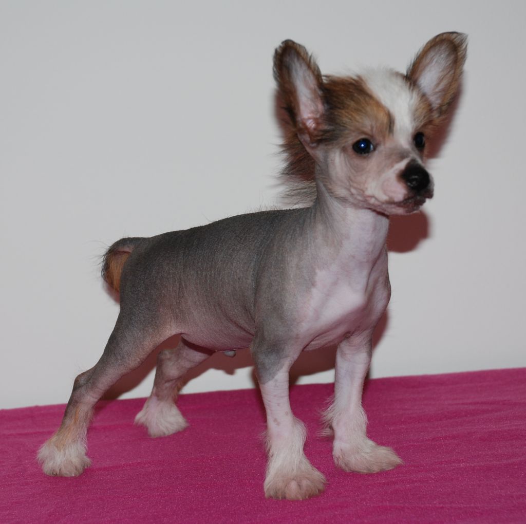 Bonniveras Depila'tus