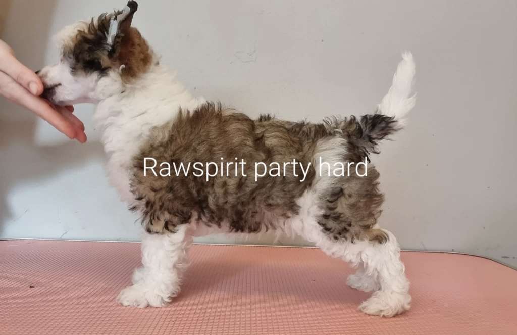 Rawspirit Party Hard