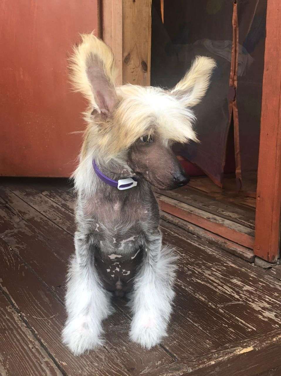 Timerlan Sultan Diamond