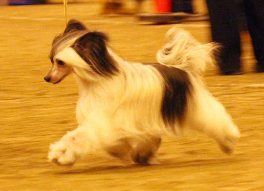 Stormblåstens Winter Lotus