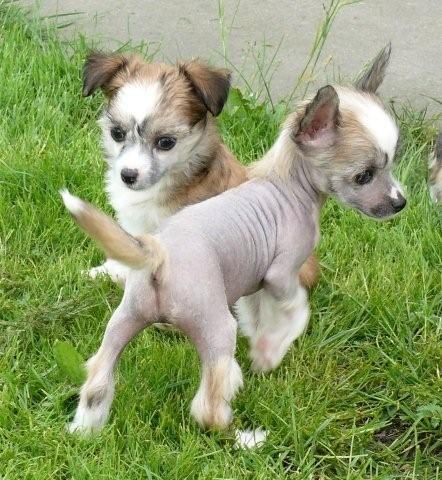 Orkan's Wife Chrustowianki